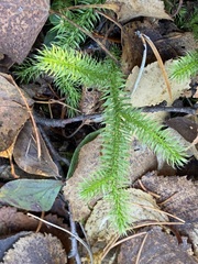 Lycopodium