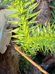 Lycopodium