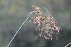 Schoenoplectus acutus