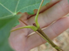 Acer platanoides