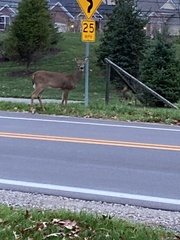 Odocoileus virginianus borealis