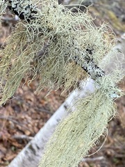 Usnea