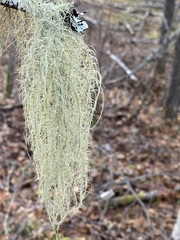 Usnea