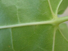 Acer platanoides