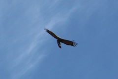 Polyboroides typus