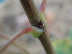 Acer platanoides