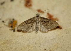 Eupithecia oxycedrata