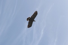 Polyboroides typus