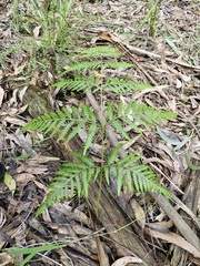 Calochlaena dubia