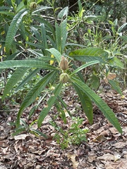 Hibiscus heterophyllus