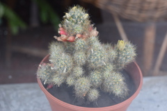 Mammillaria prolifera