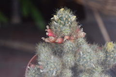 Mammillaria prolifera
