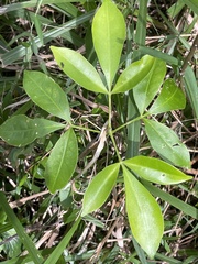 Melicope elleryana