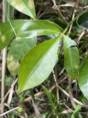 Melicope elleryana