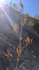 Ehrendorferia chrysantha