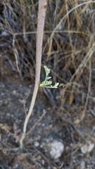 Ehrendorferia chrysantha