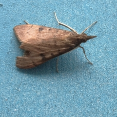 Uresiphita