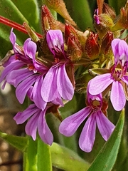 Pelargonium grossularioides