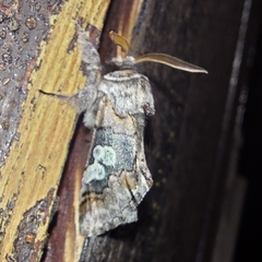 Diloba caeruleocephala