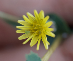 Acyrthosiphon lactucae