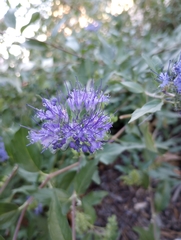 Caryopteris mongholica