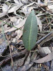Cryptostylis leptochila