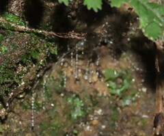 Arachnocampa luminosa