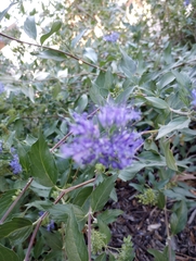 Caryopteris mongholica