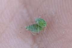 Acyrthosiphon lactucae