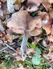 Cyclocybe aegerita