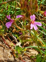 Pelargonium grossularioides