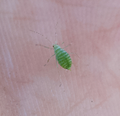 Acyrthosiphon lactucae