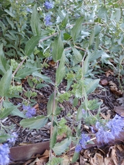 Caryopteris mongholica