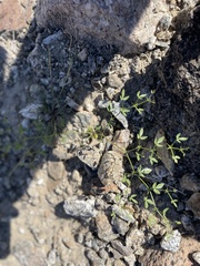 Fagonia laevis