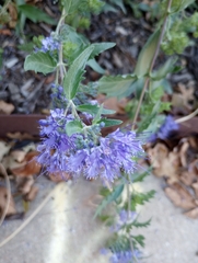 Caryopteris mongholica