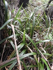 Dianella tasmanica