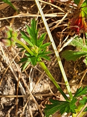 Pelargonium grossularioides