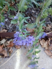 Caryopteris mongholica