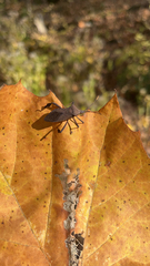 Acanthocephala terminalis