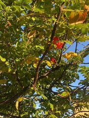 Spathodea campanulata