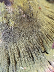 Hypomyces luteovirens