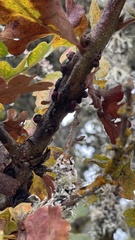 Disholcaspis mellifica