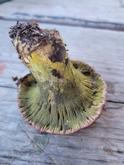 Hypomyces luteovirens