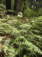Calochlaena dubia