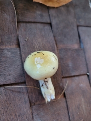 Hygrophorus flavodiscus