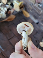 Hygrophorus flavodiscus