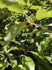 Pittosporum