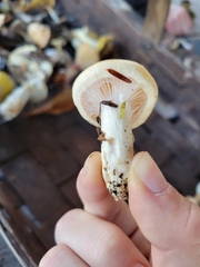 Hygrophorus flavodiscus