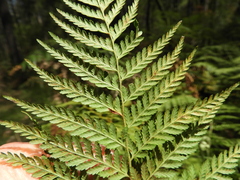 Calochlaena dubia