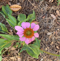 Echinacea